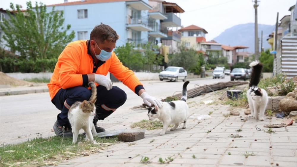 Denizli Büyükşehir can dostları unutmadı