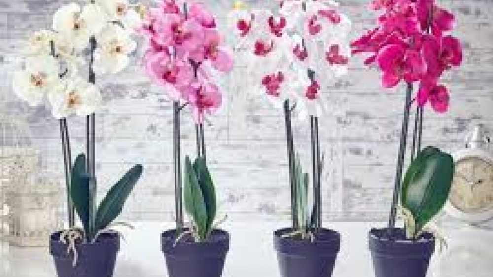En Uygun Saksı Orkide Fiyatları ve Çeşitleri Gazebo Flowers'da!