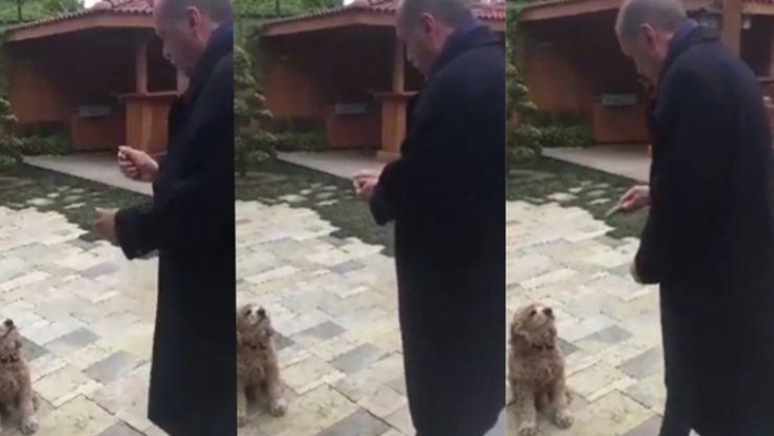 Erdoğan'ın köpeğe salatalık veren videosu viral oluyor