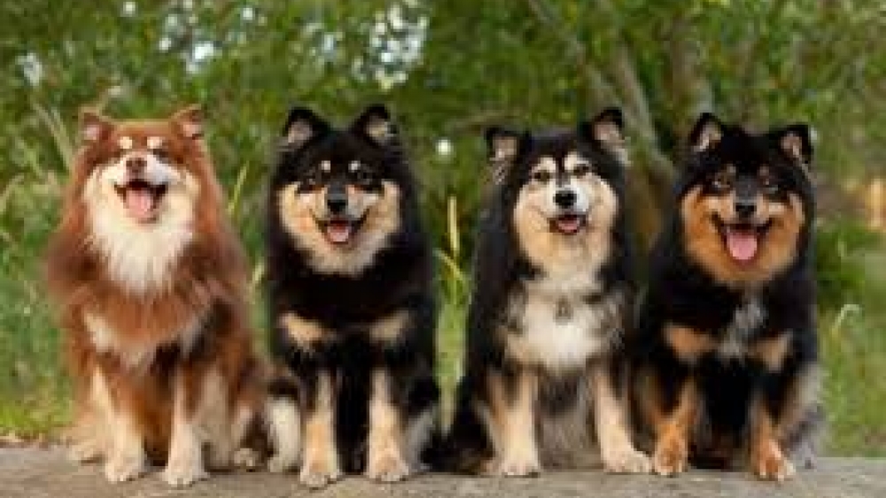 Evde yetiştirilebilecek bazı köpek cinsleri ve özellikleri