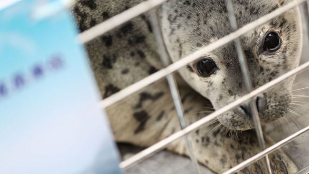 İnsan ticareti ile korunan Benekli fok yavruları, Çin'de vahşi hale geldi