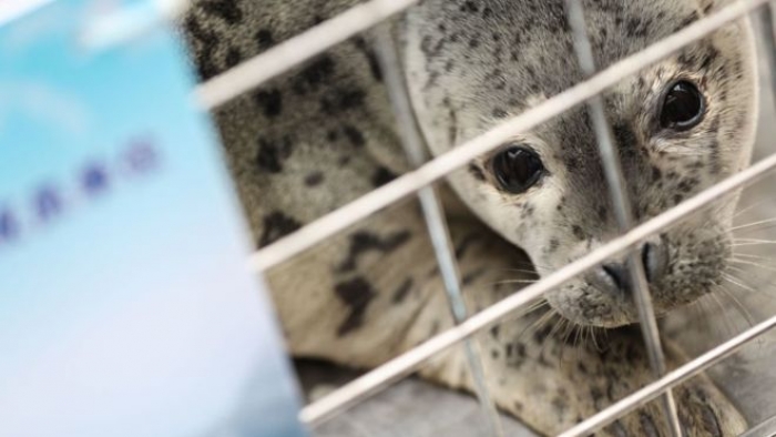 İnsan ticareti ile korunan Benekli fok yavruları, Çin'de vahşi hale geldi