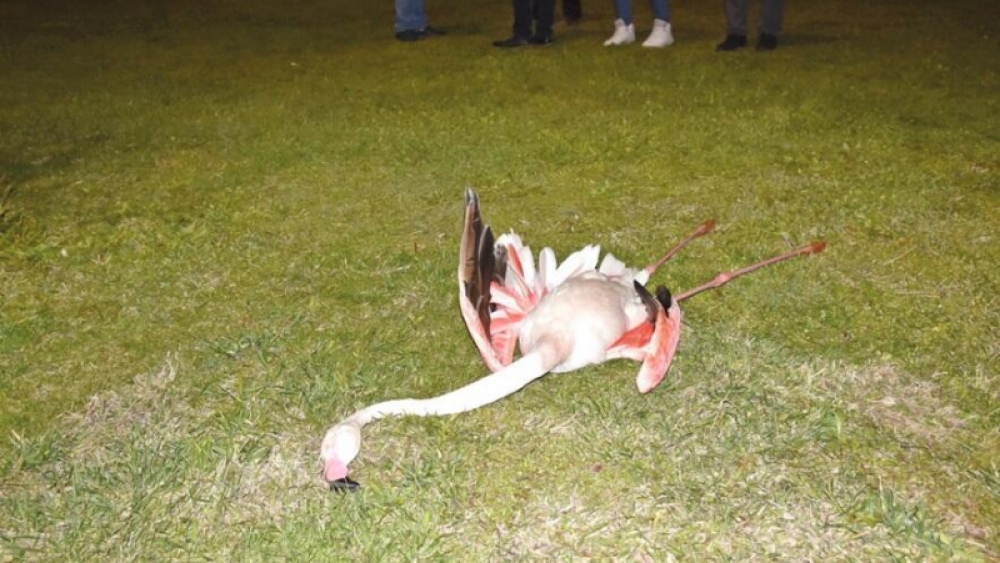 İzmir'de dokuz flamingo ölü bulundu
