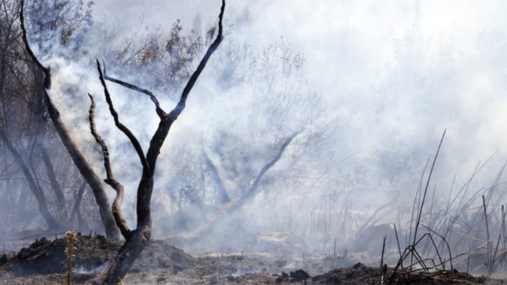 Kepez'de Torpilden Çıkan Orman Yangını Korkuttu