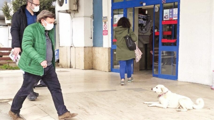 Köpek, hasta sahibini iki hafta hastanenin önünde bekliyor