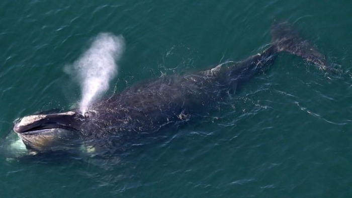 Kuzey Atlantik'teki bebek patlaması, ABD kıyılarındaki balinaları açtı