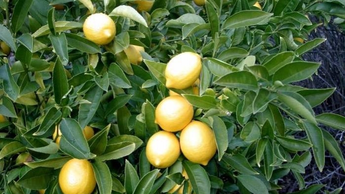 Limonlar Cep Yakmaya Başladı