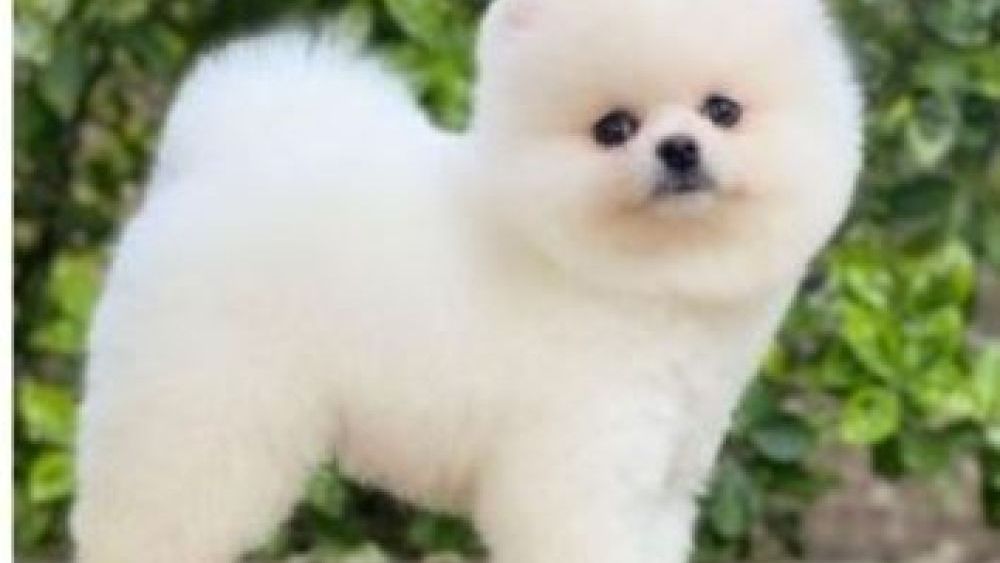 Pomeranian Boo Irk Özellikleri Nelerdir.