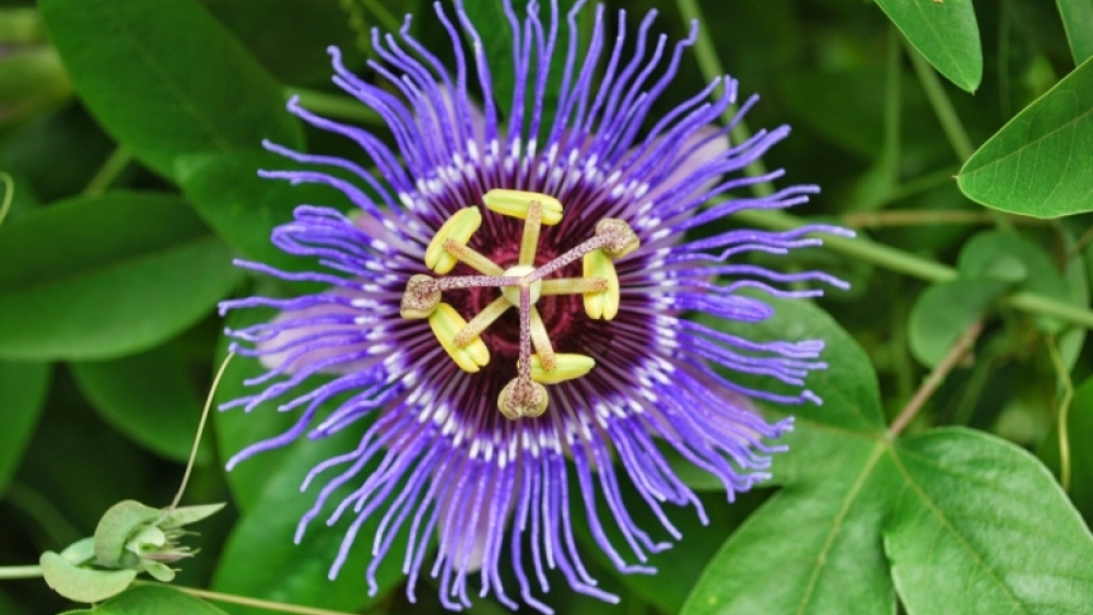 Passiflora Bitkisinin Kullanım Alanları ve Faydaları