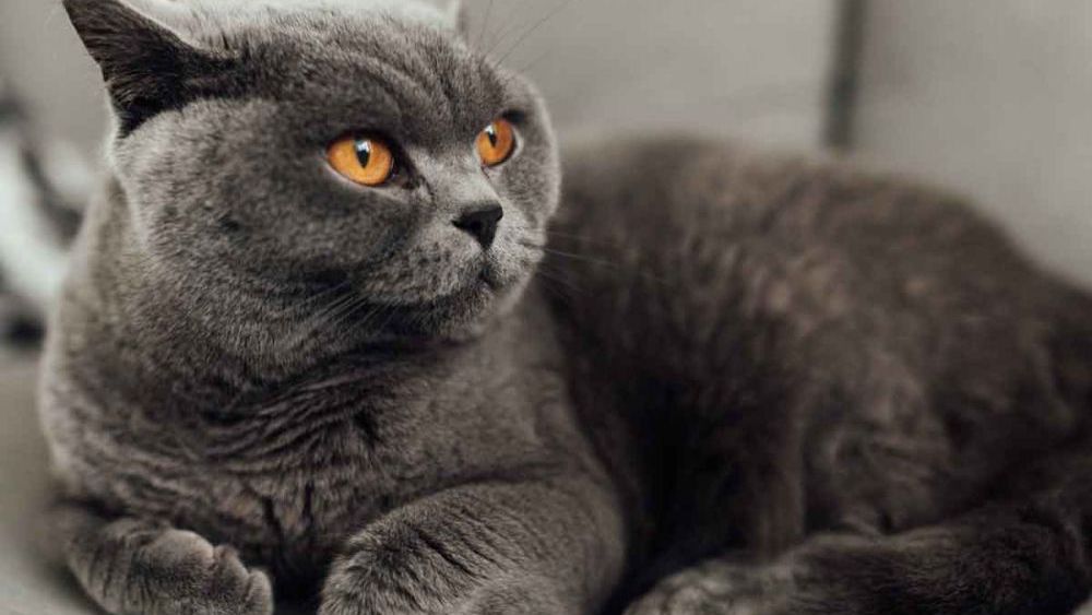 British Shorthair Yavru Kedi Özellikleri