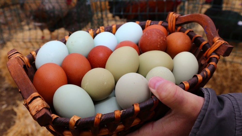 Renkli Yumurta Üreten Çiftçi Yoğun Talebe Yetişemiyor