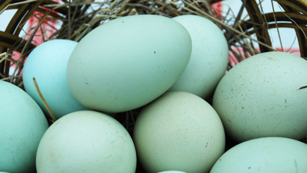 Yeşil Yumurta Yetiştiriciliğinde Sayı Her Geçen Gün Artıyor